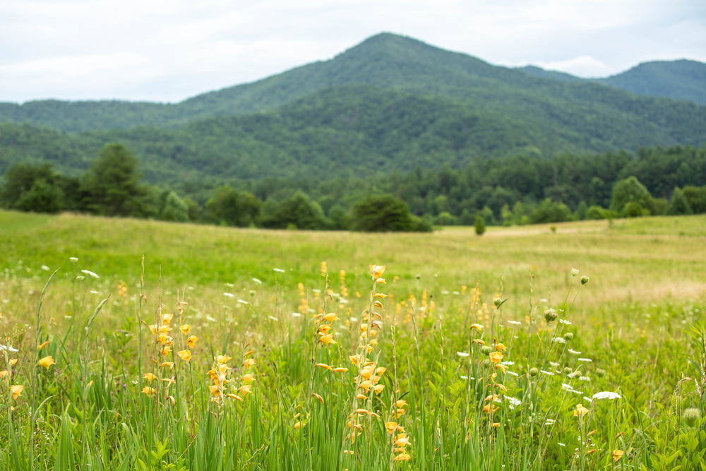 what to do in the smoky mountains